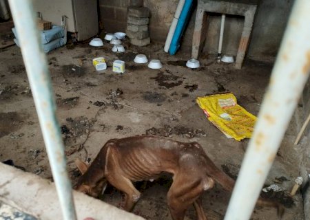 Sem água e comida, seis cães são resgatados de maus-tratos>