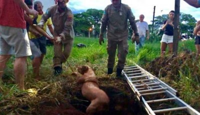 Pitbull que estava desaparecida é socorrida depois de ficar 8 dias dentro de fossa em MS