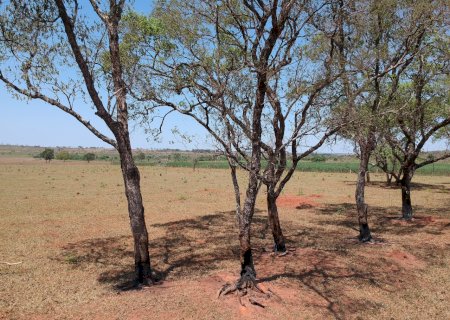 Homem é multado em R$ 6 mil por incendiar árvores nativas visando exploração