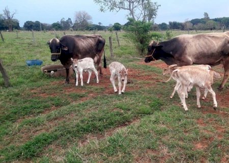 Em Glória de Dourados, 2 partos de gêmeos acontecem na sequência em bovinos da mesma propriedade no mesmo mês
