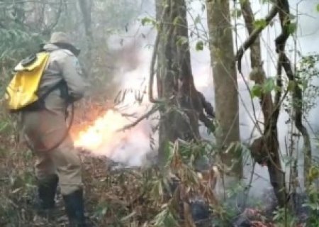 Incêndios avançam no Pantanal e atingem Parque do Ivinhema em Jateí, Naviraí e Taquarussu