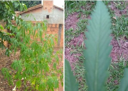 PM encontra pé de maconha em terreiro de casa em Glória de Dourados