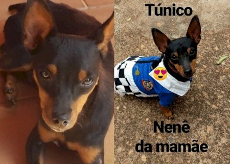Glória de Dourados: Cãozinho morre de tristeza após sua dona viajar para Rondônia
