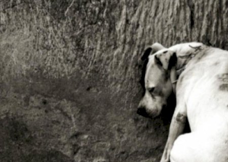 Pedradas e pauladas: cães são agredidos e deixados sem alimento em MS