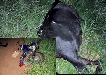Vaca morre e motociclista fica ferido em colisão que envolveu veículo também em Glória de Dourados