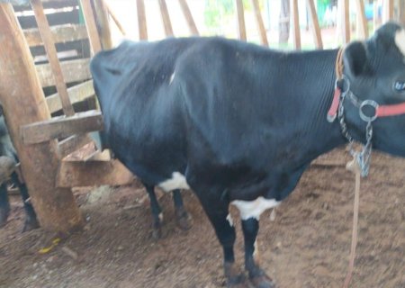 Pecuarista vende 30 vacas leiteiras em Glória de Dourados