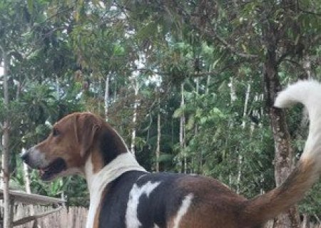 Vizinho dá paulada em cachorro que tem perna fraturada em cidade de MS