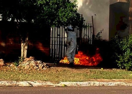 Dois cachorros morrem e casal &eacute; socorrido depois de ataque de abelhas