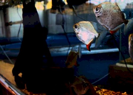 Aqu&aacute;rio do Pantanal ter&aacute; todos os tanques funcionando at&eacute; maio de 2022