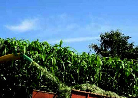 Pesquisa em Jateí e Dourados avalia uso de sorgo gigante em consórcio com braquiária e panicum