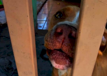 Jovem é autuado por maus-tratos a cadela Pit Bull em Nova Andradina