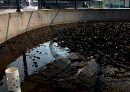 Paralisa&ccedil;&atilde;o de abates deixa "Capital do Pantanal" sem carne de jacar&eacute;