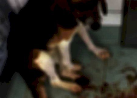 JATEÍ: Acusado de mutilar cachorro em tentativa de castração sem anestesia é preso