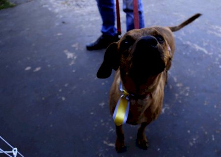 Quer um cachorrinho? Feira de adoção acontece neste sábado em Nova Andradina