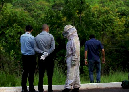 Homem morre ao ser atacado por abelhas em MS