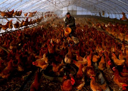 Espanha relata surto de gripe aviária altamente patogênica em granja, diz OIE>