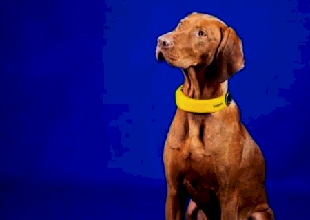 Coleira inteligente pode monitorar os sinais vitais de cachorros
