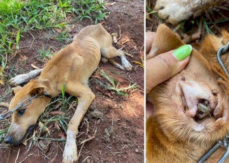 PMA autua moradora de Nova Andradina por maus-tratos contra cachorro