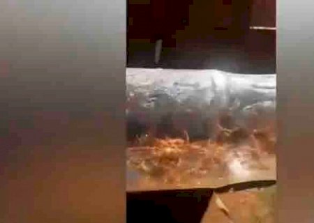 Morador captura 37 escorpiões em uma tarde em residência no Tijuca: \'Hoje foi demais\'