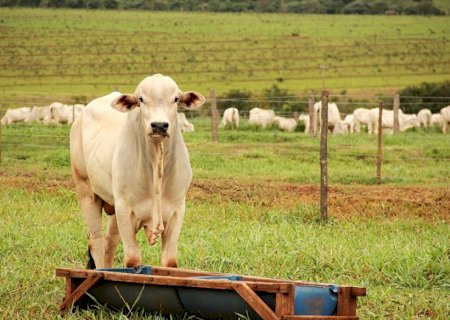 Importações; carnes brasileiras tem aumento de 30% na receita entre janeiro e maio