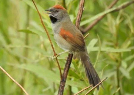 Aves raras são avistadas por observadores em unidades de conservação de MS