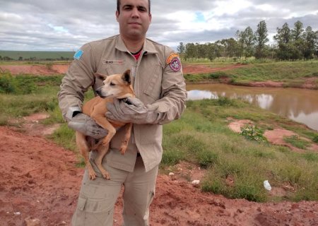 Cãozinho é resgatado após cair em buraco em Nova Andradina