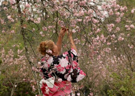 Festa das Cerejeiras retoma formato presencial>