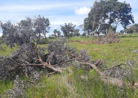 Idoso leva multa por derrubada ilegal de vegetação nativa no assentamento Teijin