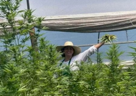 Justiça autoriza moradora de Campo Grande a cultivar maconha medicinal em casa
