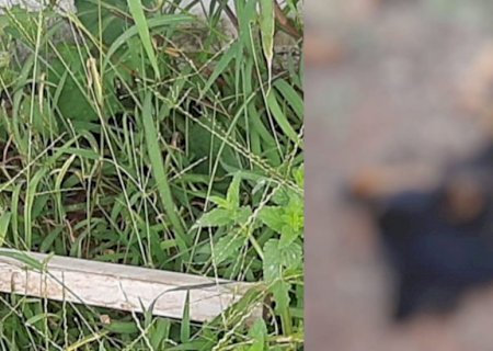 Idoso é preso por matar cadela prenha a pauladas e arrastá-la pela rua em MS