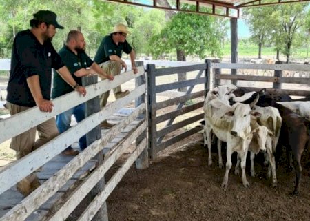 Concurso da Iagro acrescenta mais 9 vagas para fiscal agropecuário em Mato Grosso do Sul