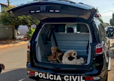 Polícia Civil de Fátima do Sul resgata cachorros vítimas de maus-tratos em ação conjunta com a ONG Pelo Fim do Abandono