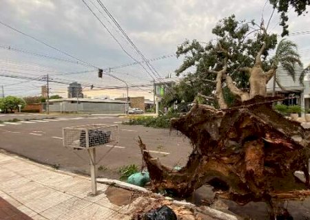 Campo Grande amanhece com &aacute;rvores ca&iacute;das e 36 bairros sem energia el&eacute;trica