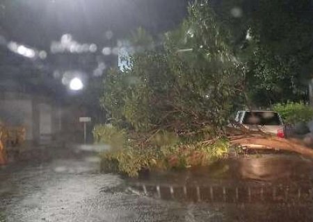 Ventania derruba árvores e causa estragos em Nova Andradina