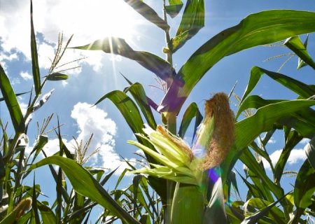 Pesquisa e adoção de tecnologias impulsionaram salto na produção no milho safrinha em MS>