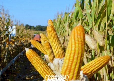 Preços do milho sobem quase 8% em novembro; confira cotações>