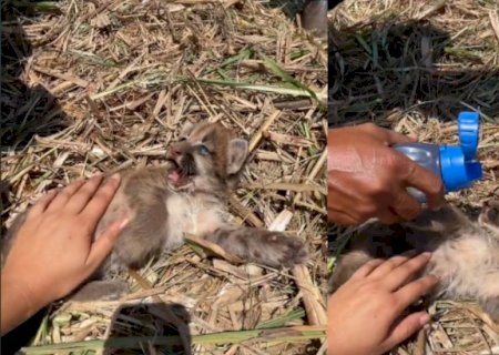 VÍDEO: Em Vicentina, tratorista encontra filhote de onça durante colheita de cana e se derrete: \'Coisa mais linda\'