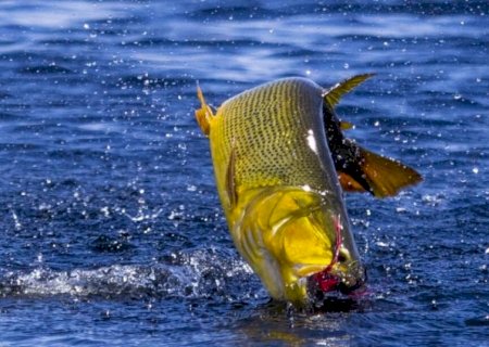 Deputados chegam a consenso e pesca de Dourado fica proibida por mais um ano