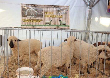Egito abre mercado de carnes de caprinos e ovinos para o Brasil