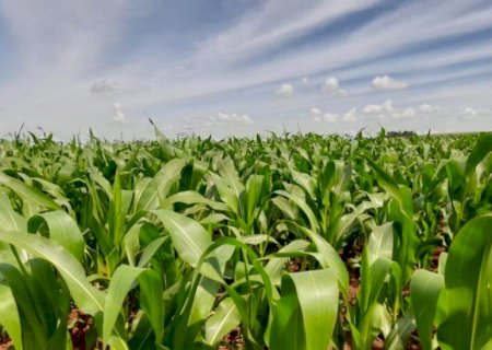 Mato Grosso do Sul semeou 1,7 milhão de hectares de milho segunda safra