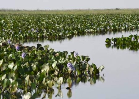 Governo de MS abre vagas na &aacute;rea de recursos naturais com sal&aacute;rio de R$ 7,2 mil