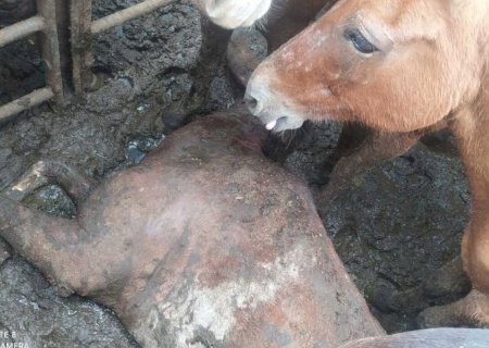 Fiscalização encontra cavalo morto e outro ferido em caminhão sem licença para transportar animais em MS>