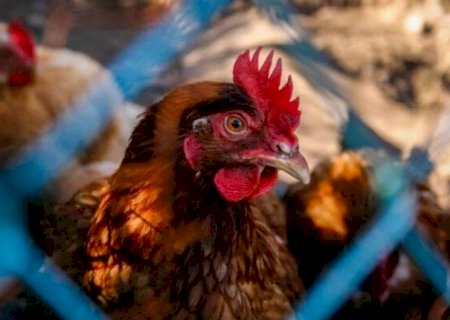 Brasil se destaca no controle da gripe aviária>