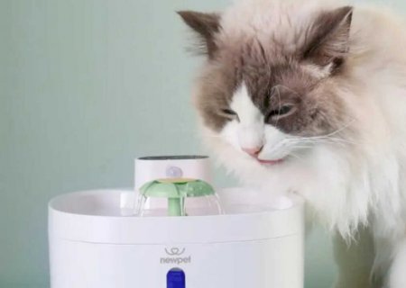 Hábito de beber pouca água pode prejudicar a saúde dos felinos
