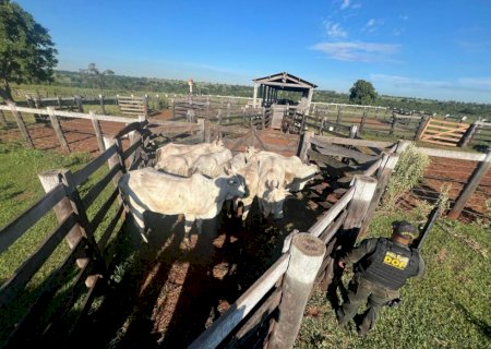 5 homens acusados de furtar oito vacas no distrito de Nova Casa Verde são presos