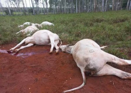 Poste de eucalipto cai e mata gado em fazenda de Jaraguari