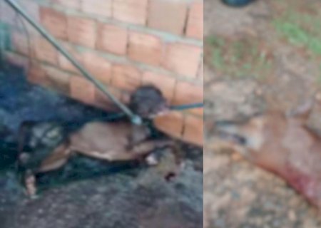 Pitbull pula muro, invade quintal do vizinho e mata cachorro em Campo Grande