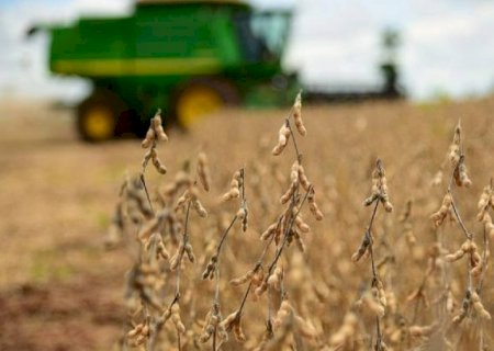 Chuvas pioram na Argentina e devem contribuir para valorização da soja em Mato Grosso do Sul