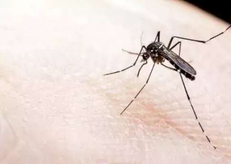 MS confirma mais 4 mortes e soma 10 óbitos por dengue em 2024