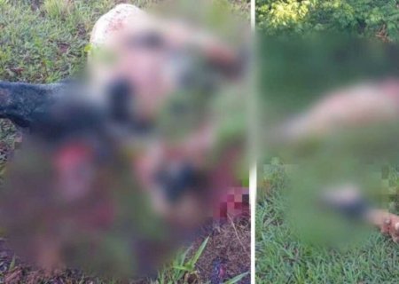 Bandidos abatem gado e deixam apenas cabeças e vísceras em fazenda de Ivinhema